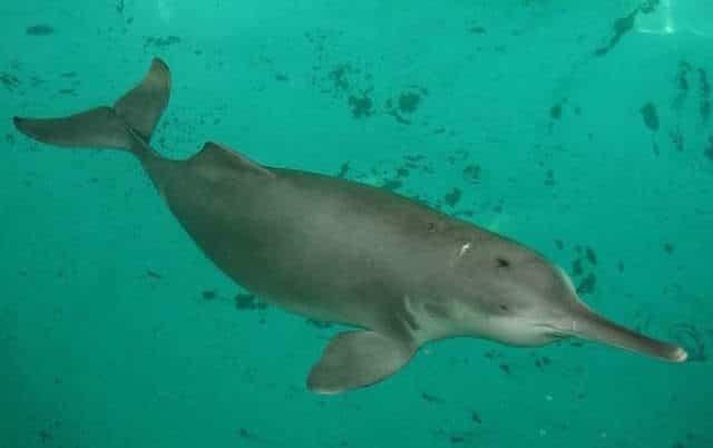 Китайский речной дельфин (лат. Lipotes vexillifer).