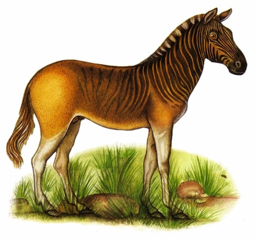 Квагга (лат. Equus quagga quagga).