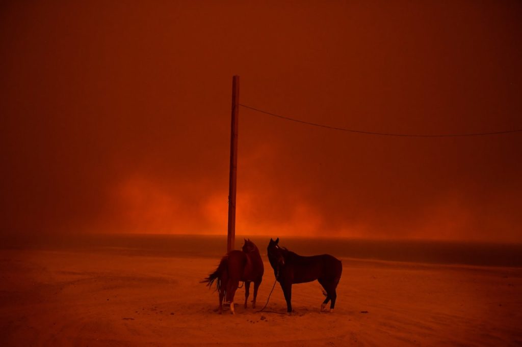 Эвакуированные лошади из-за разрушительного пожара в Калифорнии. Пляж Зума, Малибу, 10 ноября 2018 года. (© World Press Photo / Wally Skalij)
