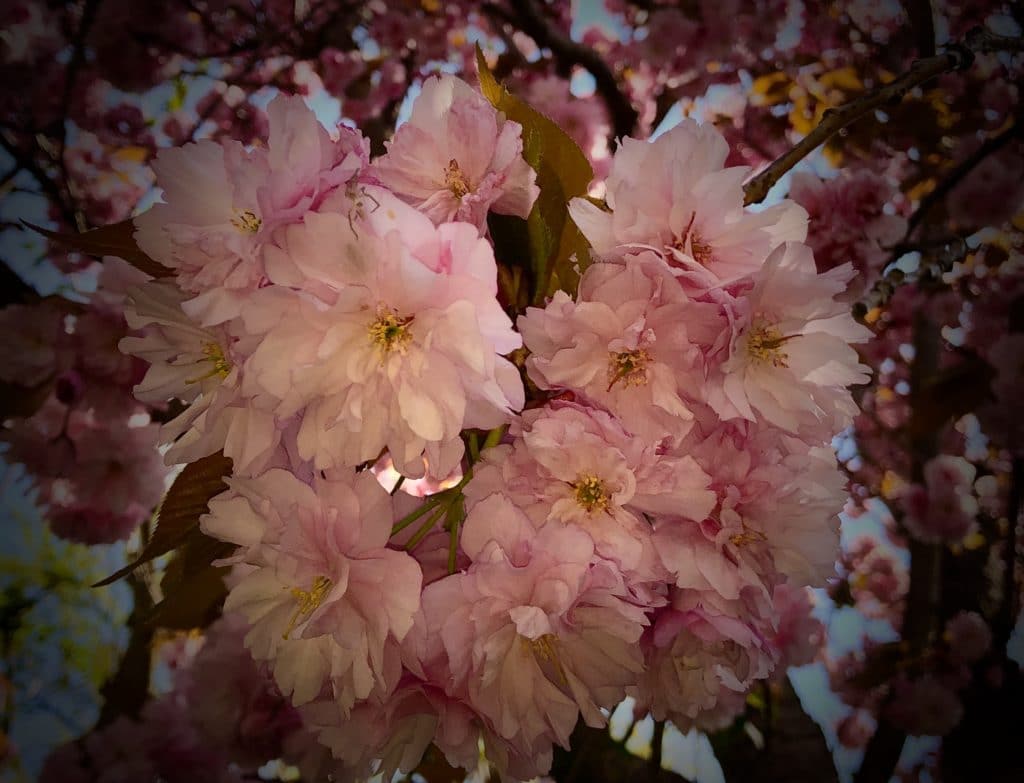 И вновь цветет сакура. Из личного архива автора.