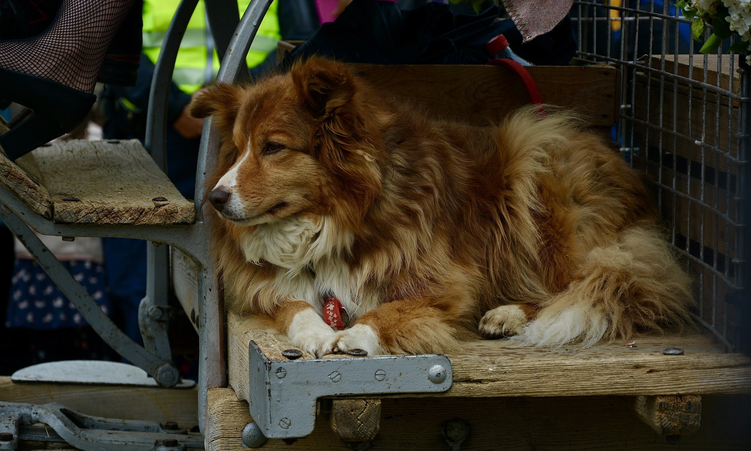 В весенних торжествах в Цюрихе рядом с людьми охотно участвуют животные. (© C. Panch)