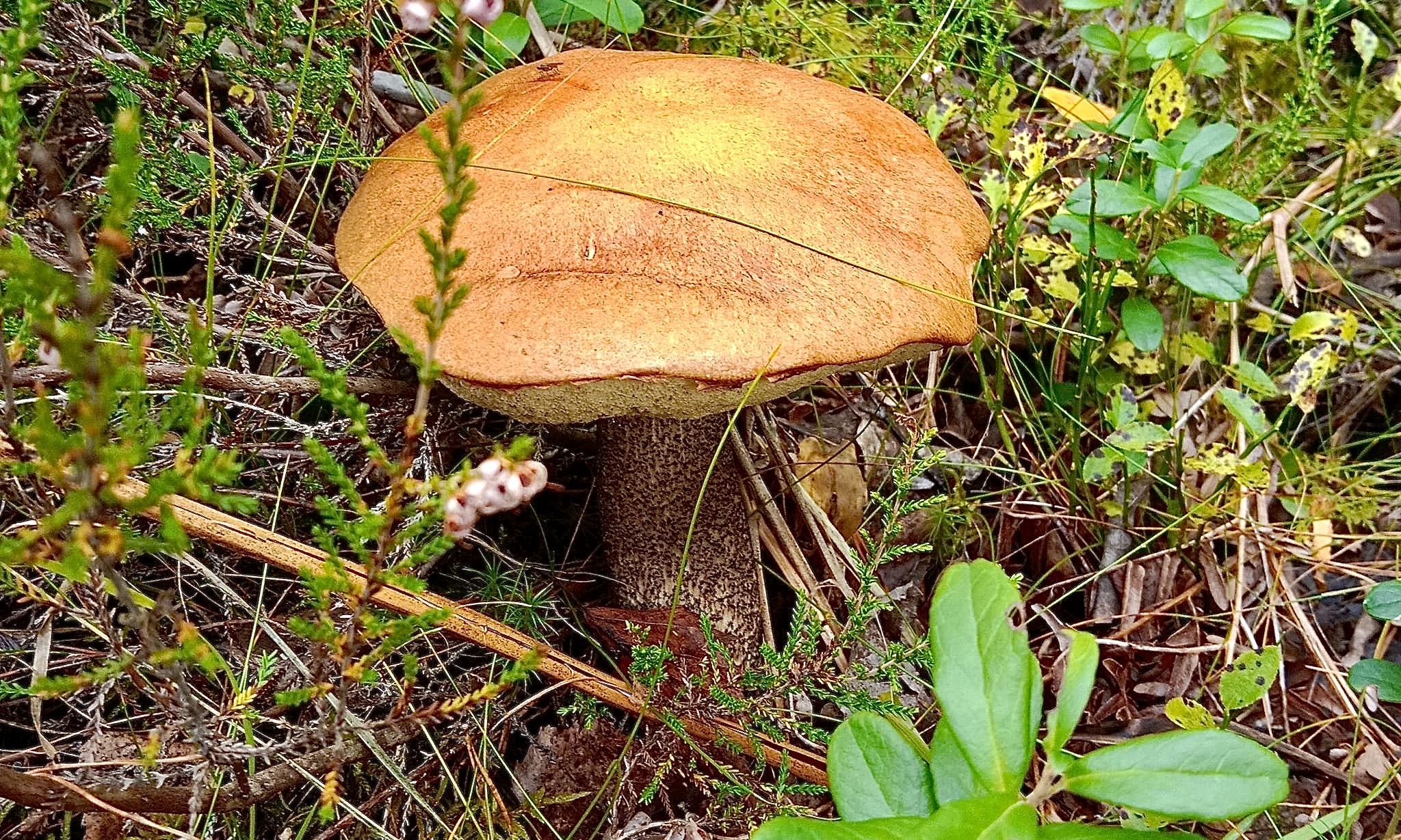 Осенью в финском грибном лесу. / Восени у фінському грибному лісі, 2022 р. (© З особистого архіву Лени Кміти)